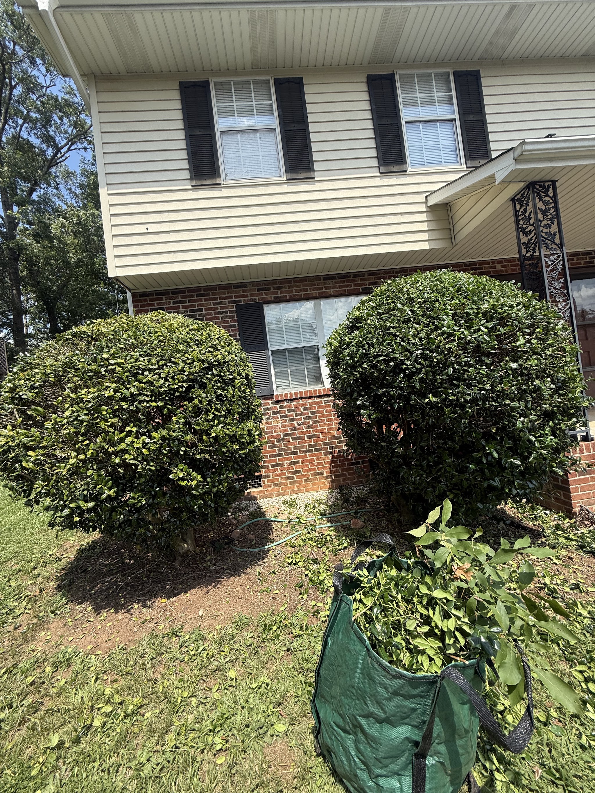 Two neatly trimmed round shrubs by a brick porch, clippings bagged beside them