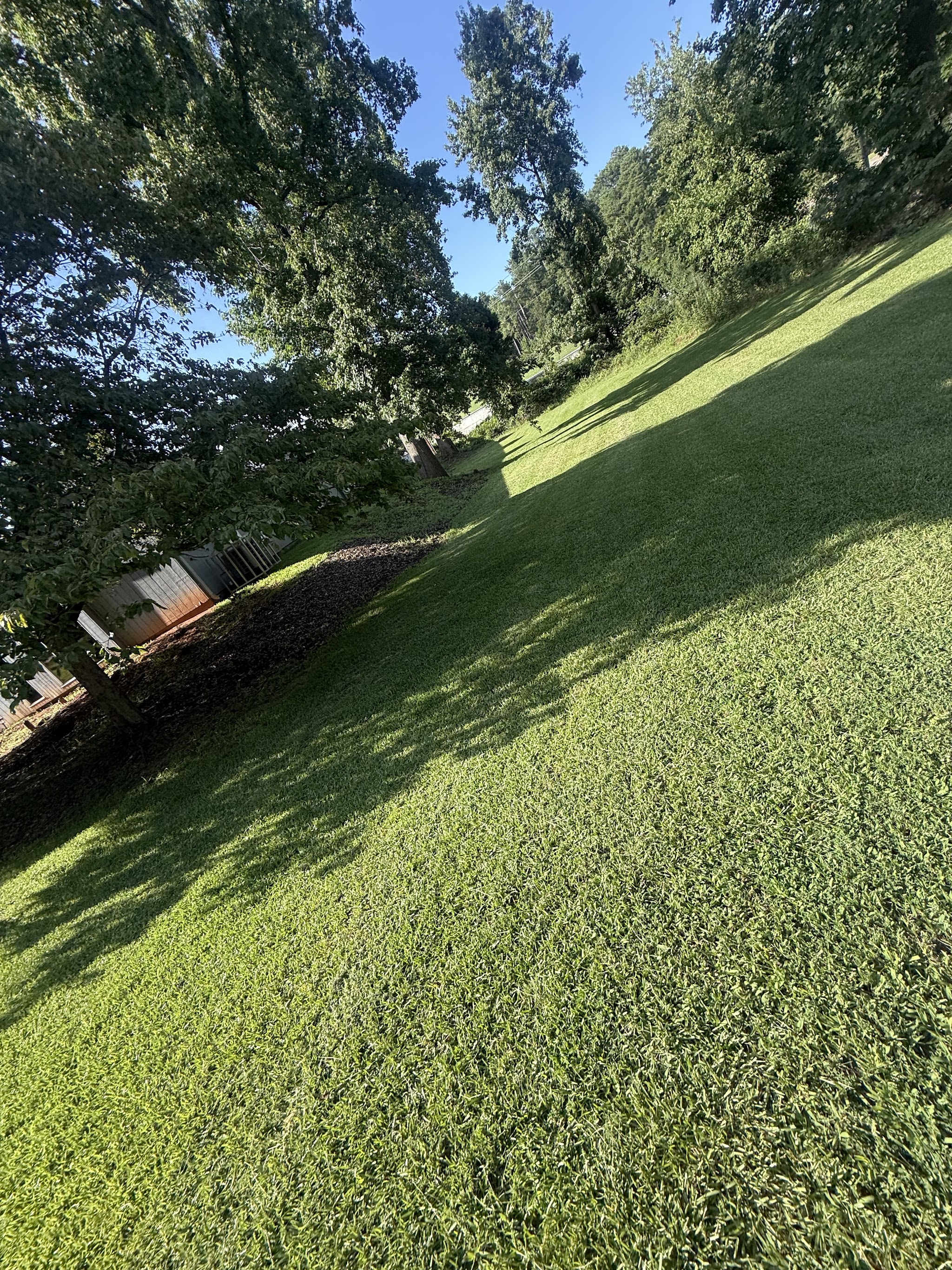 Sunlit mowed lawn on a gentle slope beside a line of trees